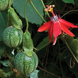 گل ساعتی قرمز